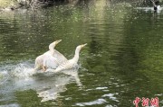 星盘查询吉林：罕见白鸬鹚连续两年“故地重游”