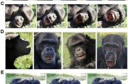 星盘查询国际最新研究：机器人“打哈欠” 黑猩猩被传染
